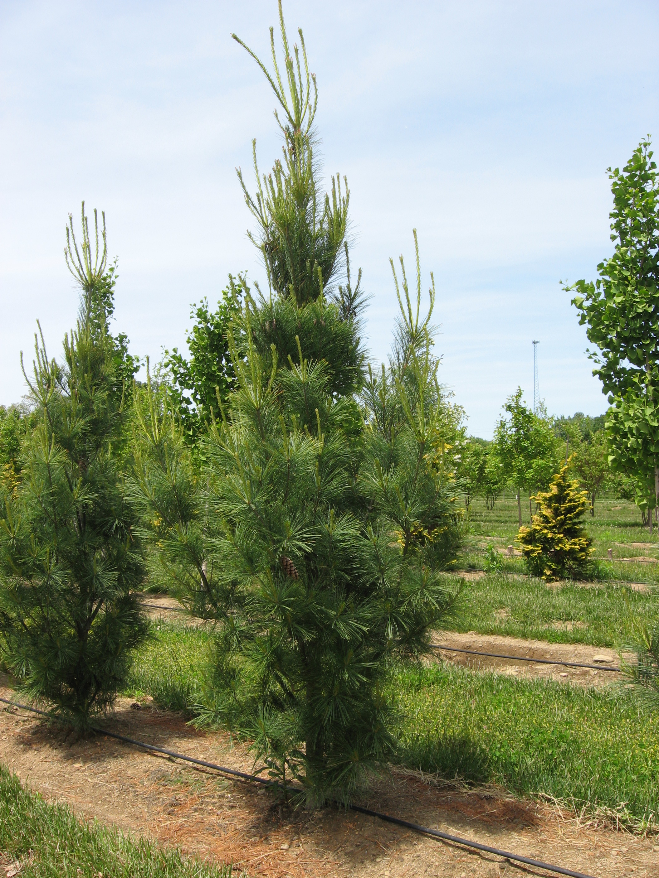 Columnar White Pine